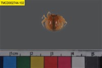 藏品(短指和尚蟹)的圖片